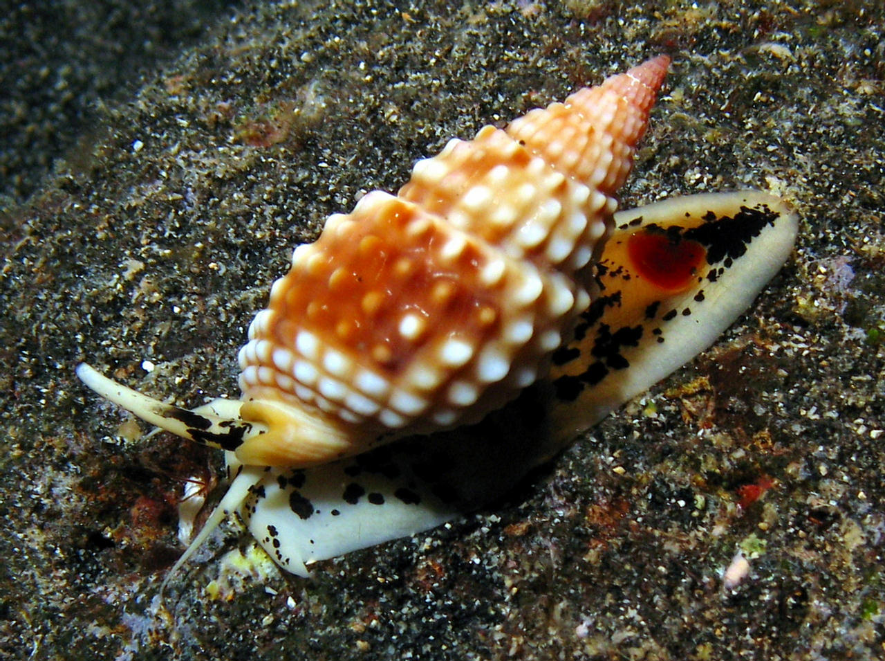 Nassarius papillosus